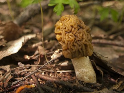 Verpa bohemica