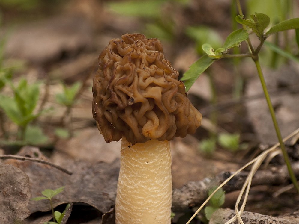 Verpa bohemica