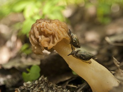 Verpa bohemica
