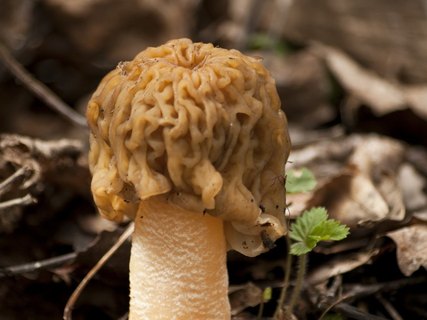Verpa bohemica