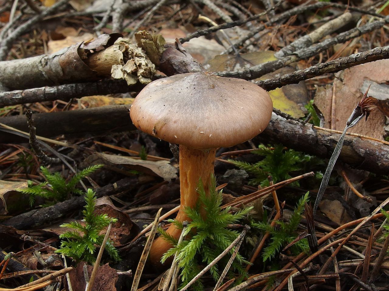 Chroogomphus rutilus