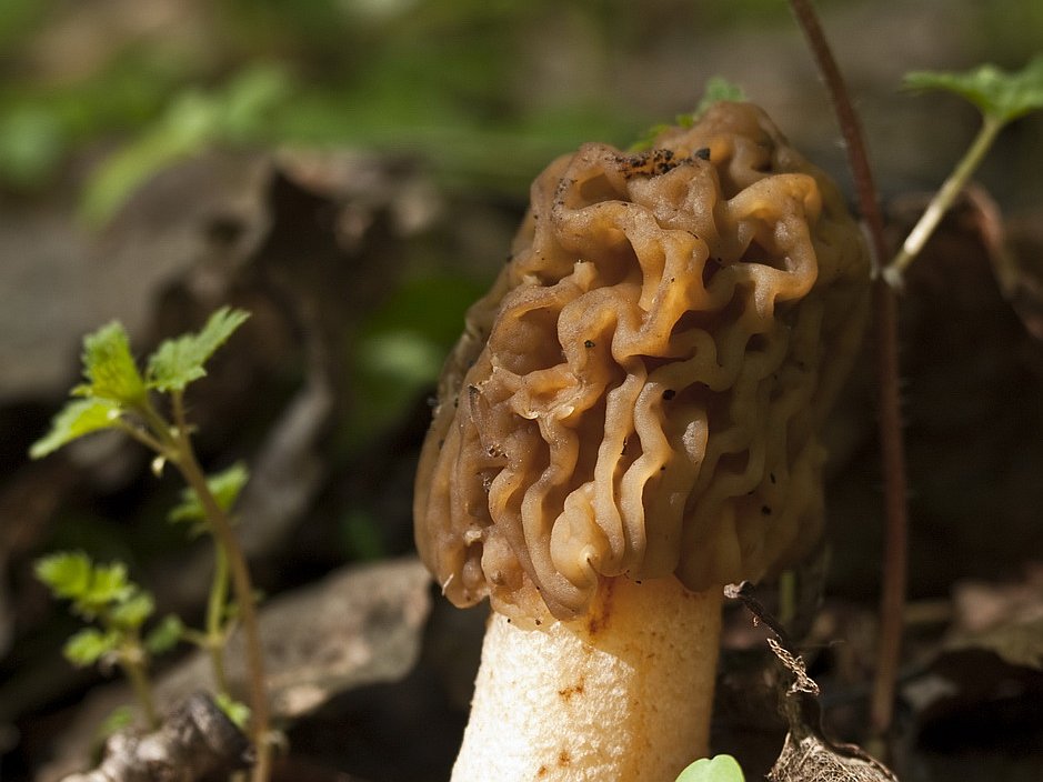 Verpa bohemica