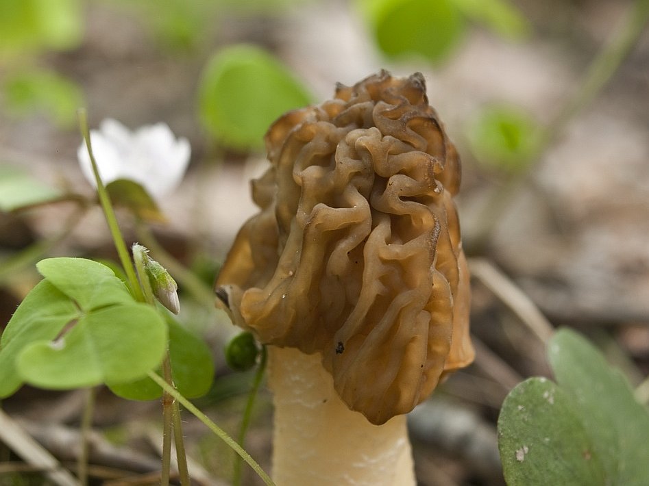 Verpa bohemica
