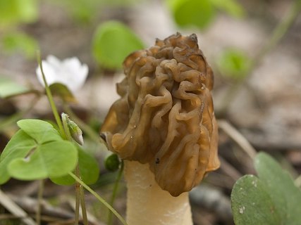 Verpa bohemica