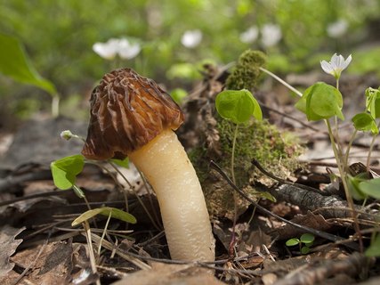 Verpa bohemica