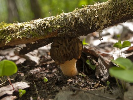 Verpa bohemica