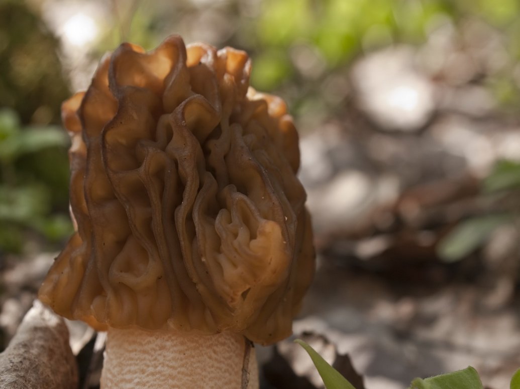 Verpa bohemica