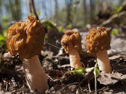 Verpa bohemica