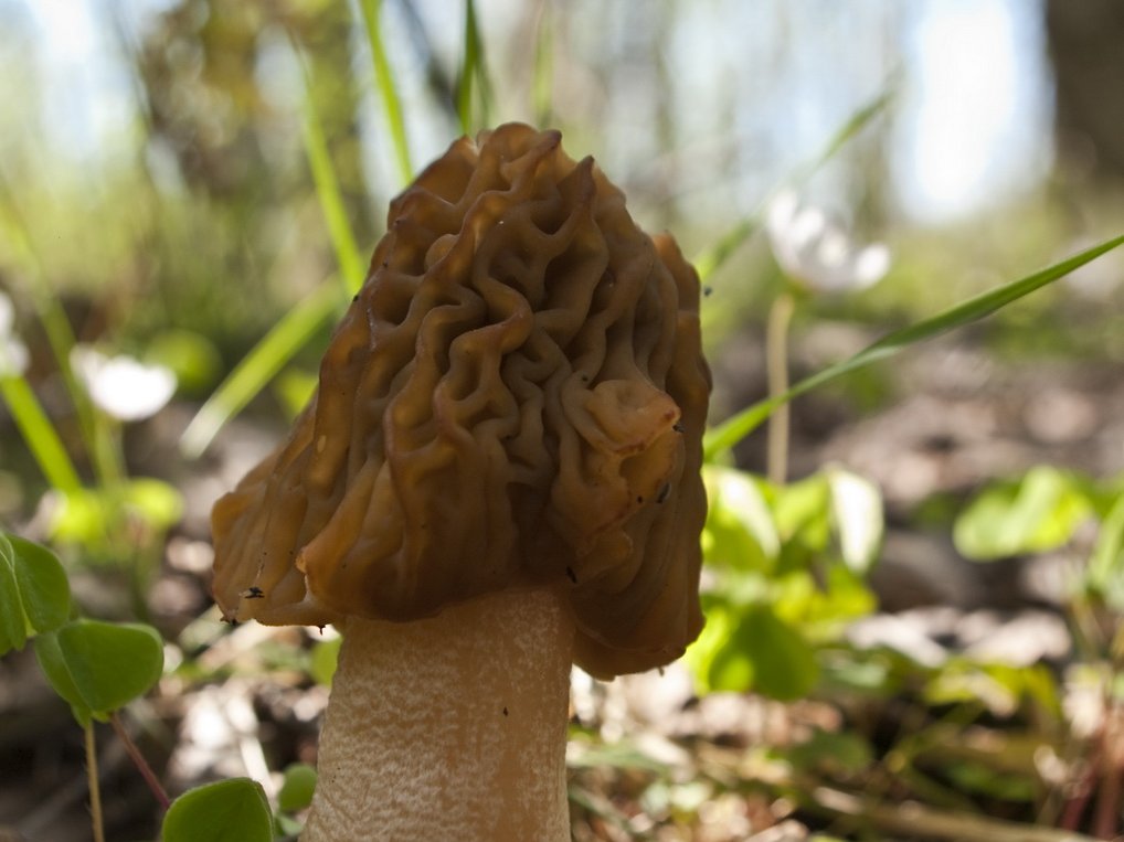 Verpa bohemica