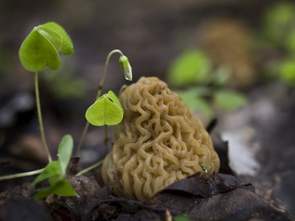 Verpa bohemica