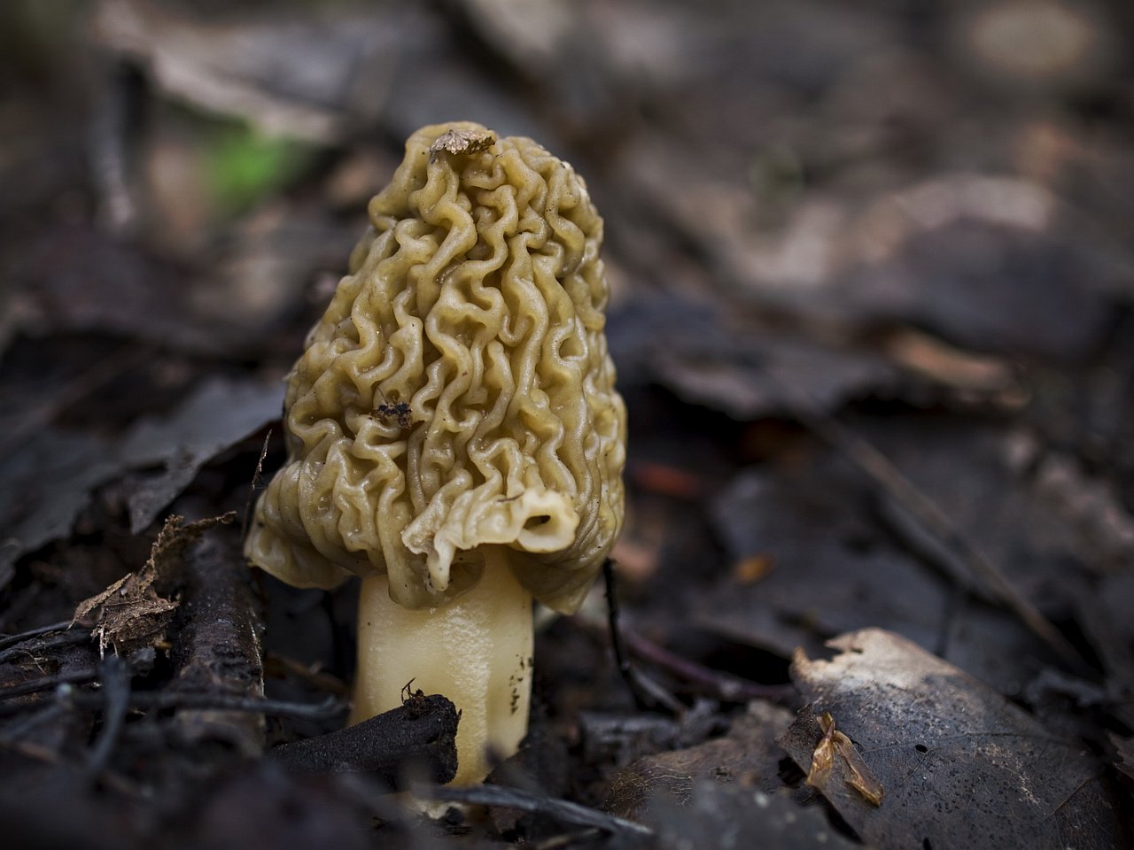Verpa bohemica