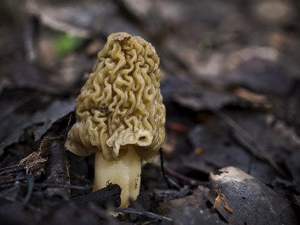 Verpa bohemica