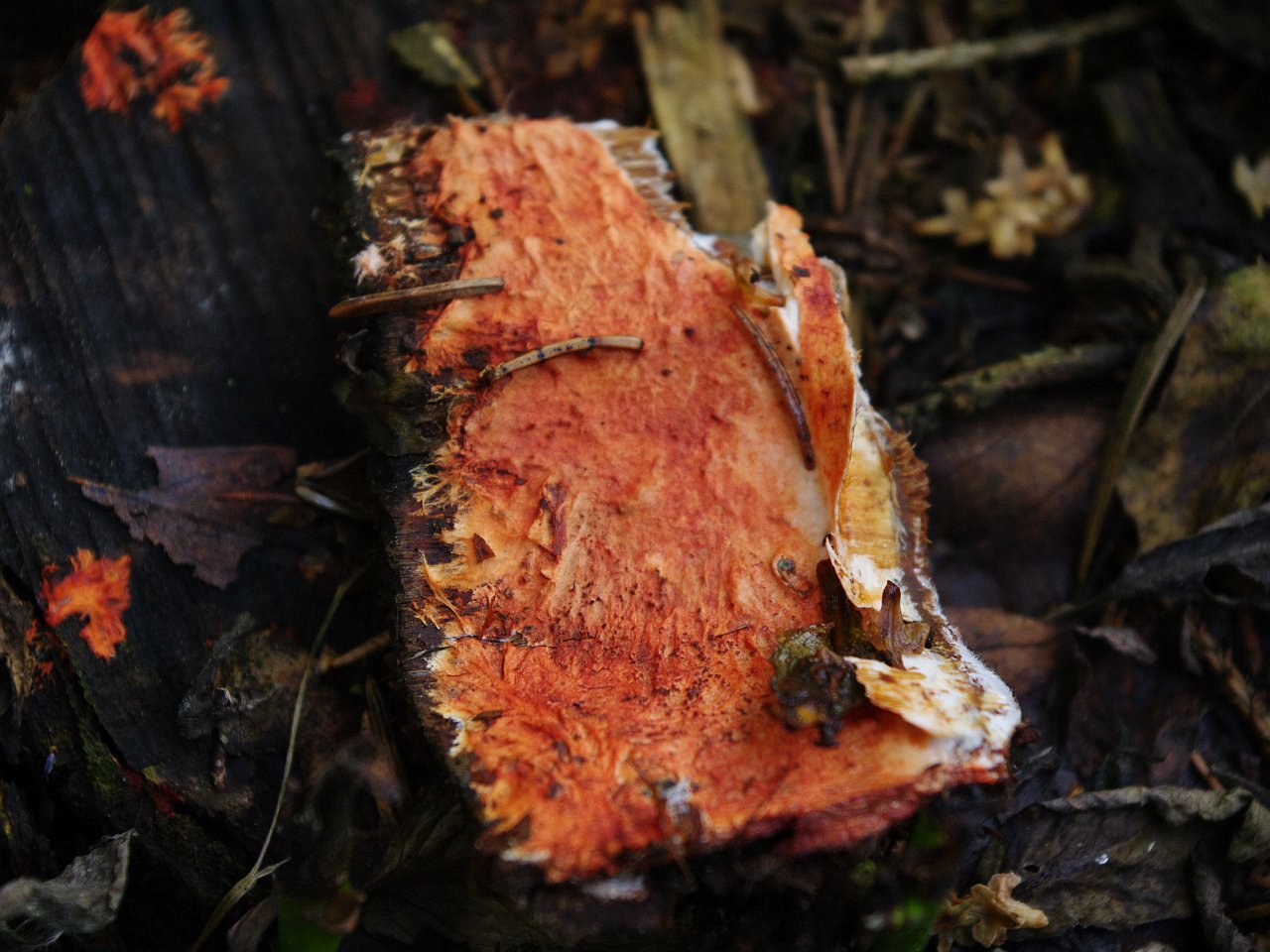 Phanerochaete sanguinea