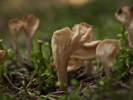 Spathularia flavida