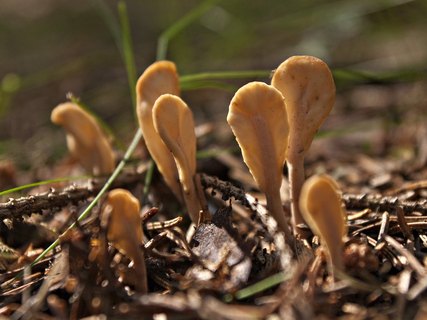 Spathularia flavida