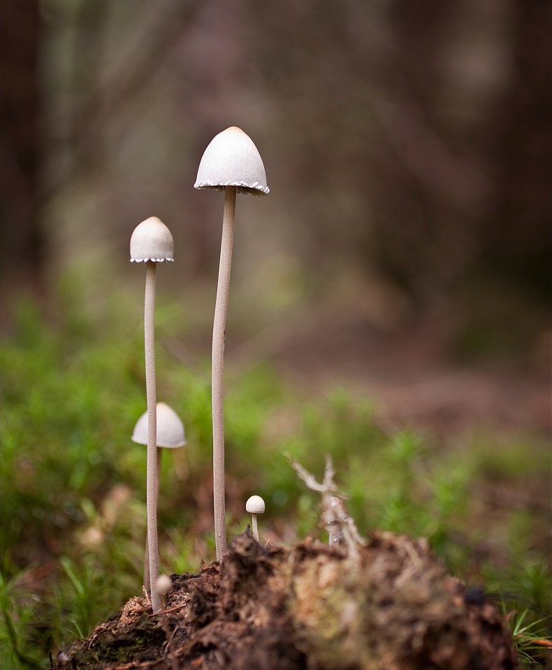 Panaeolus papilionaceus