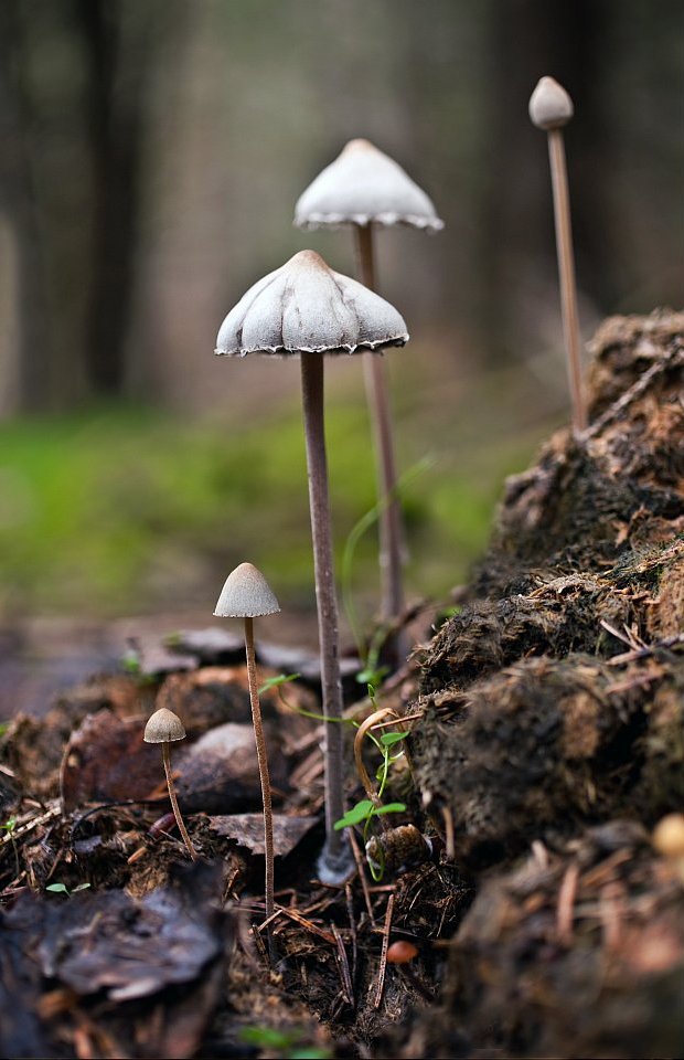 Panaeolus papilionaceus