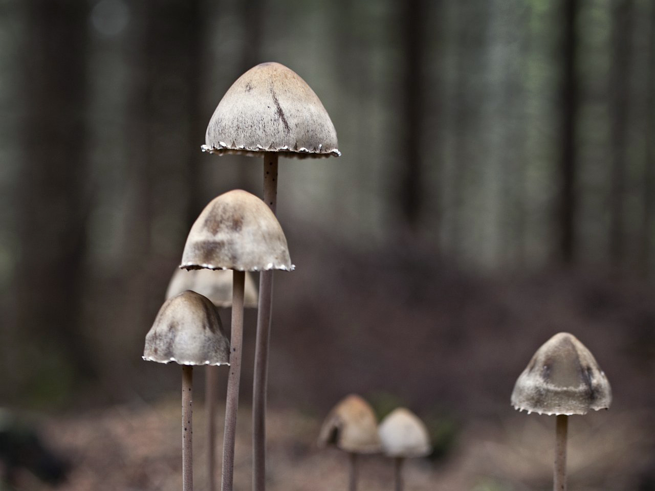 Panaeolus papilionaceus