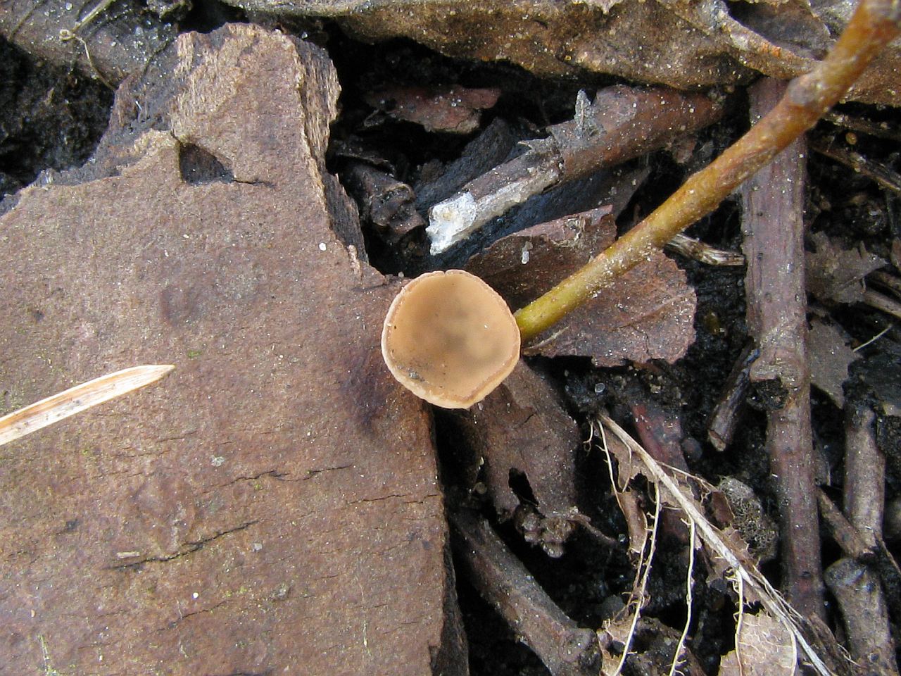Ciboria amentacea