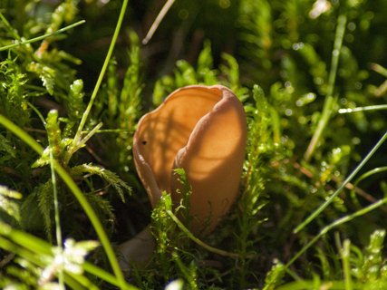 Otidea onotica