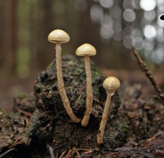 Stropharia semiglobata