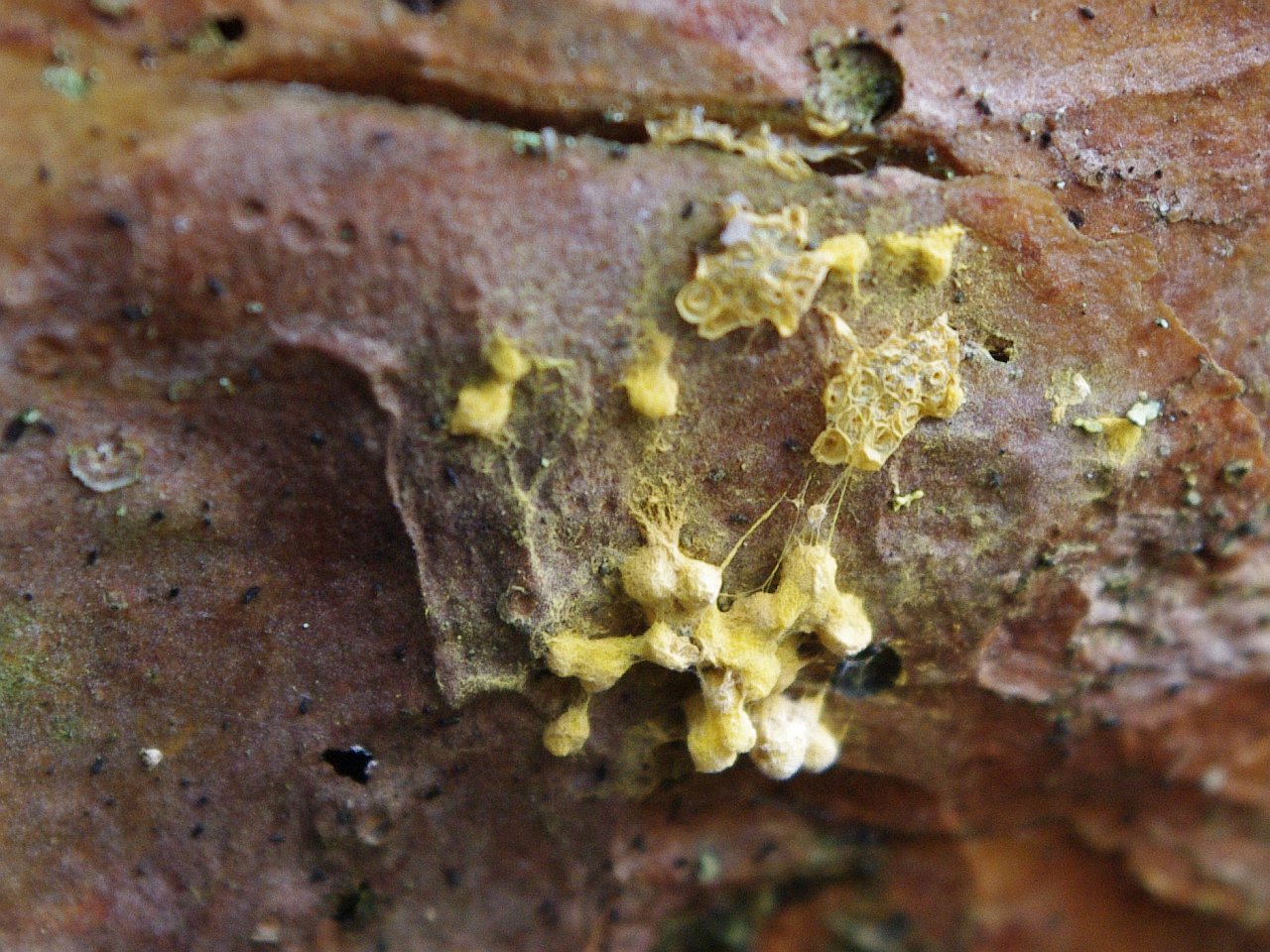 Trichia scabra