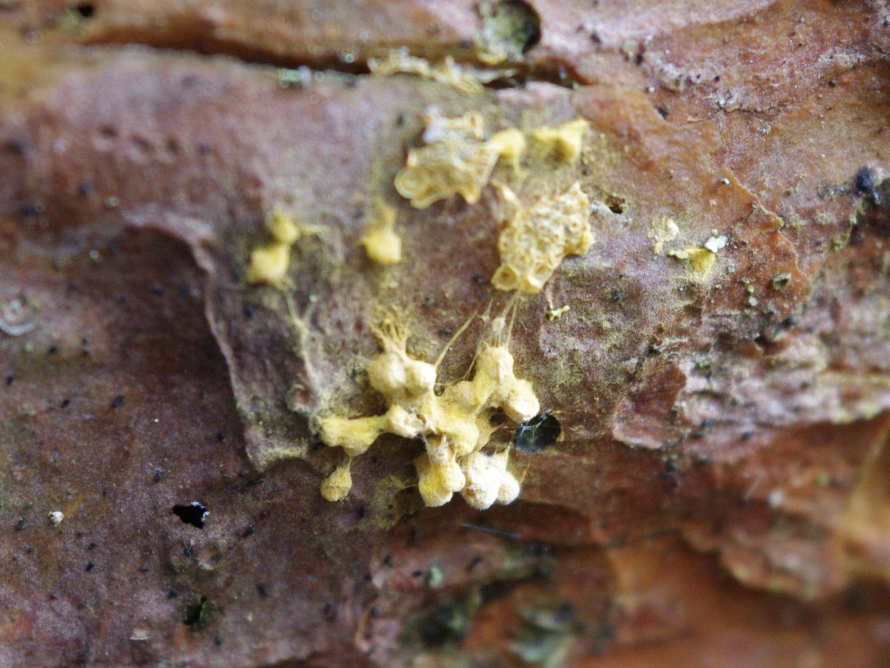 Trichia scabra
