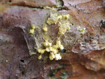 Trichia scabra