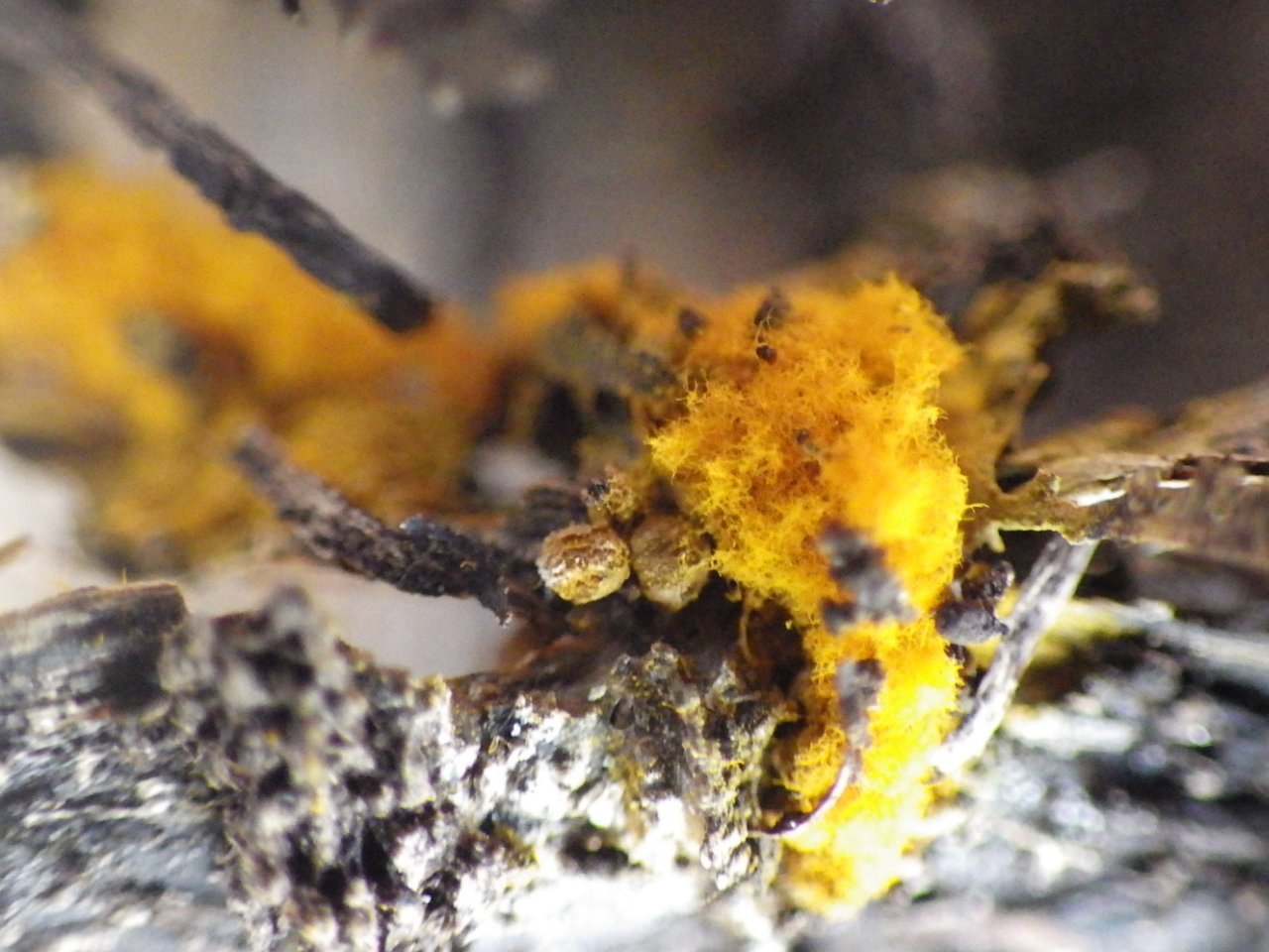 Trichia scabra