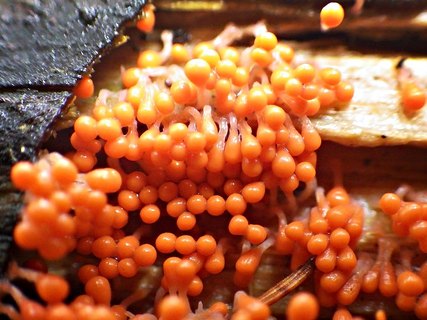Trichia decipiens