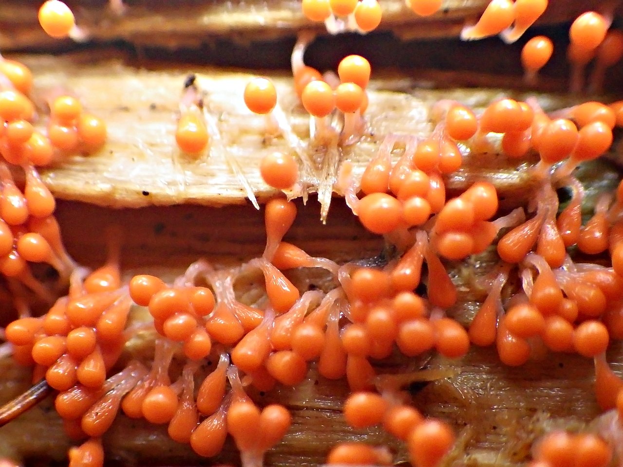 Trichia decipiens
