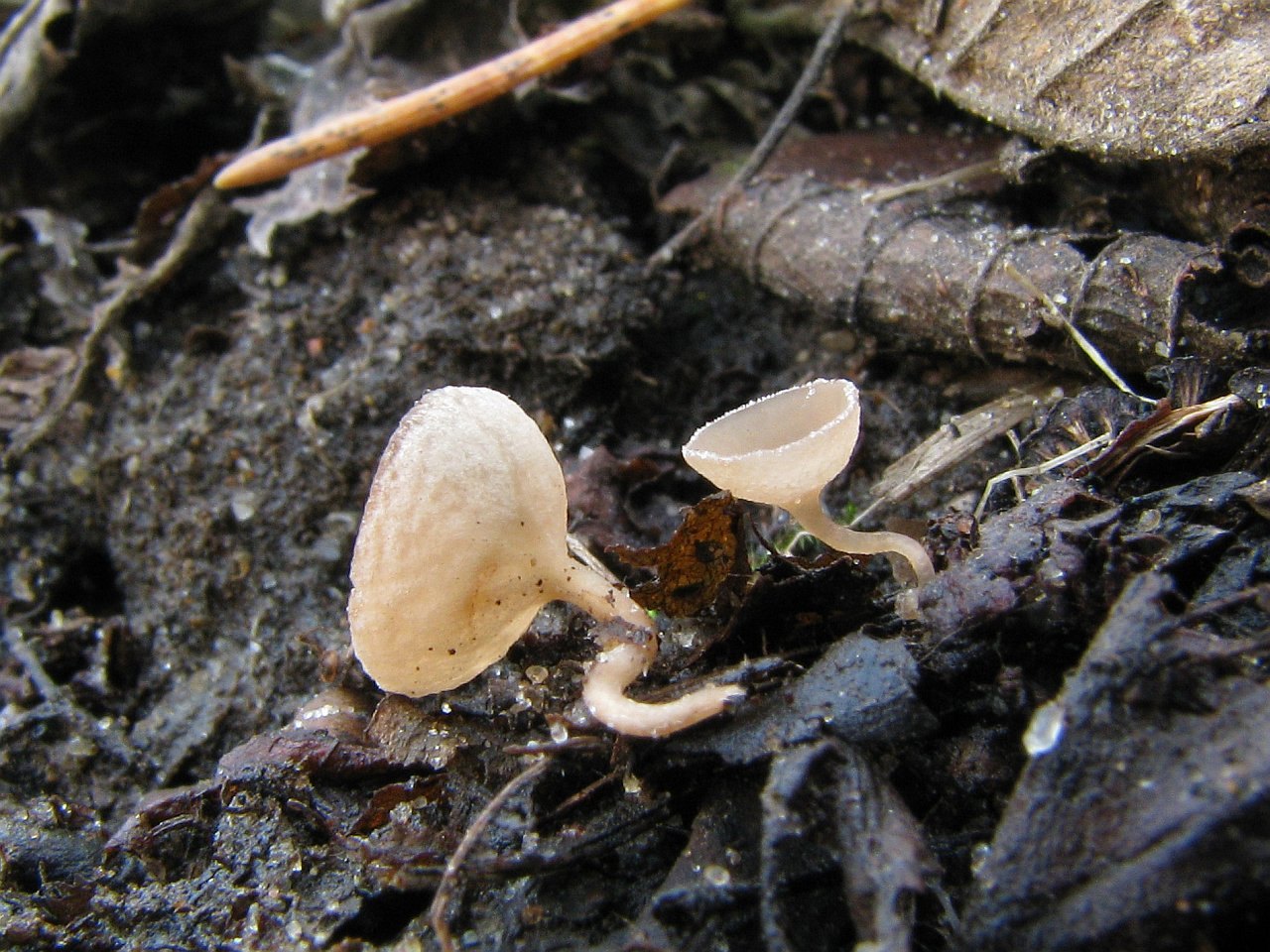 Ciboria amentacea