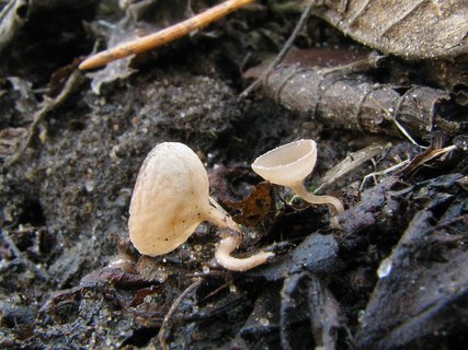 Ciboria amentacea