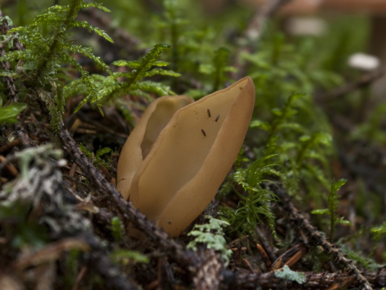 Otidea leporina
