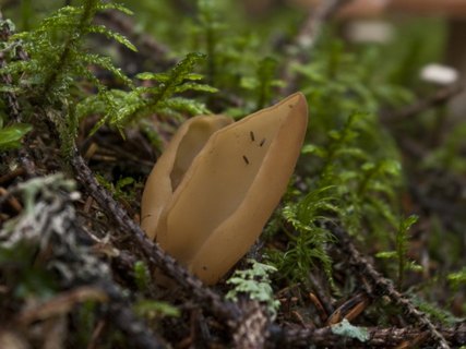 Otidea leporina