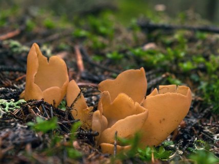 Otidea leporina