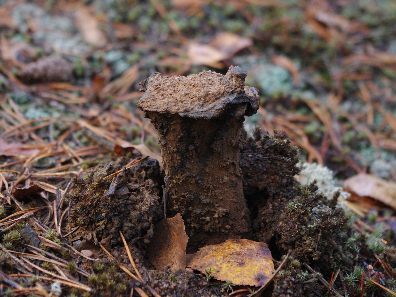 Pisolithus tinctorius