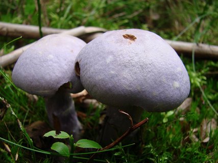 Cortinarius traganus