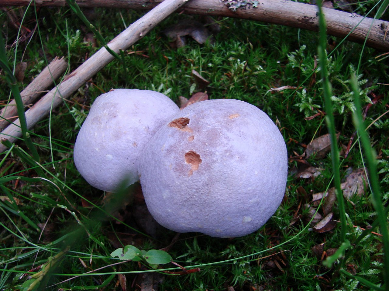 Cortinarius traganus