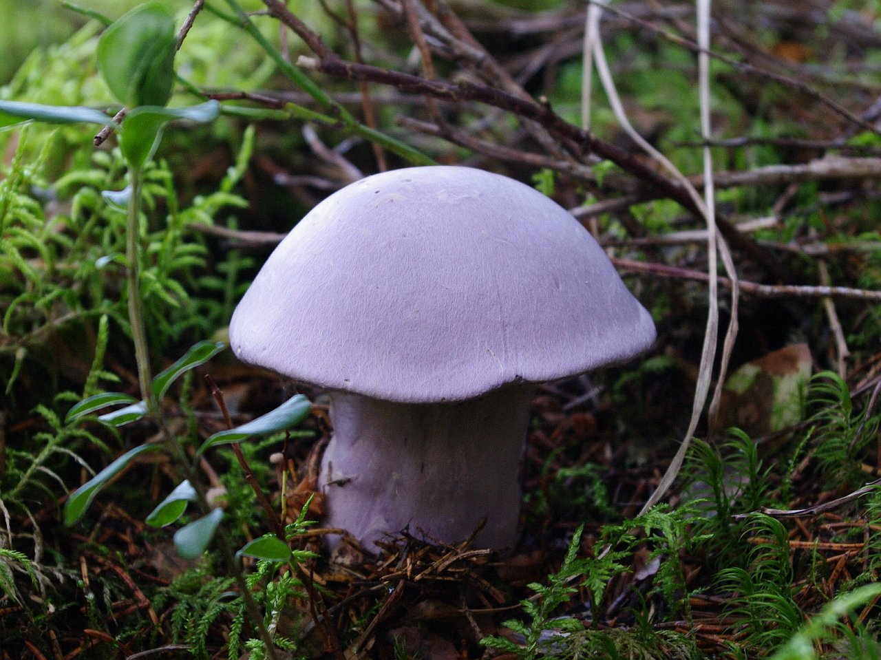 Cortinarius traganus
