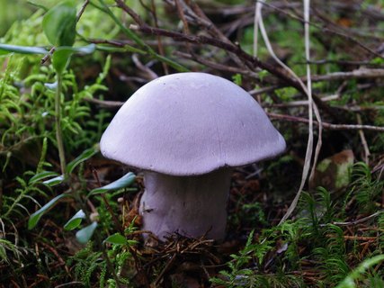 Cortinarius traganus