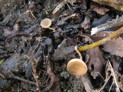 Ciboria amentacea