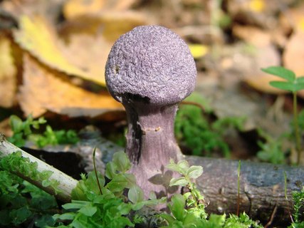 Cortinarius violaceus