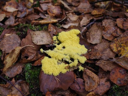 Fuligo septica