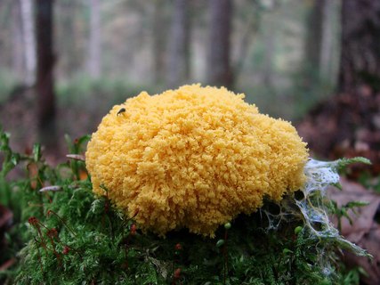 Fuligo septica