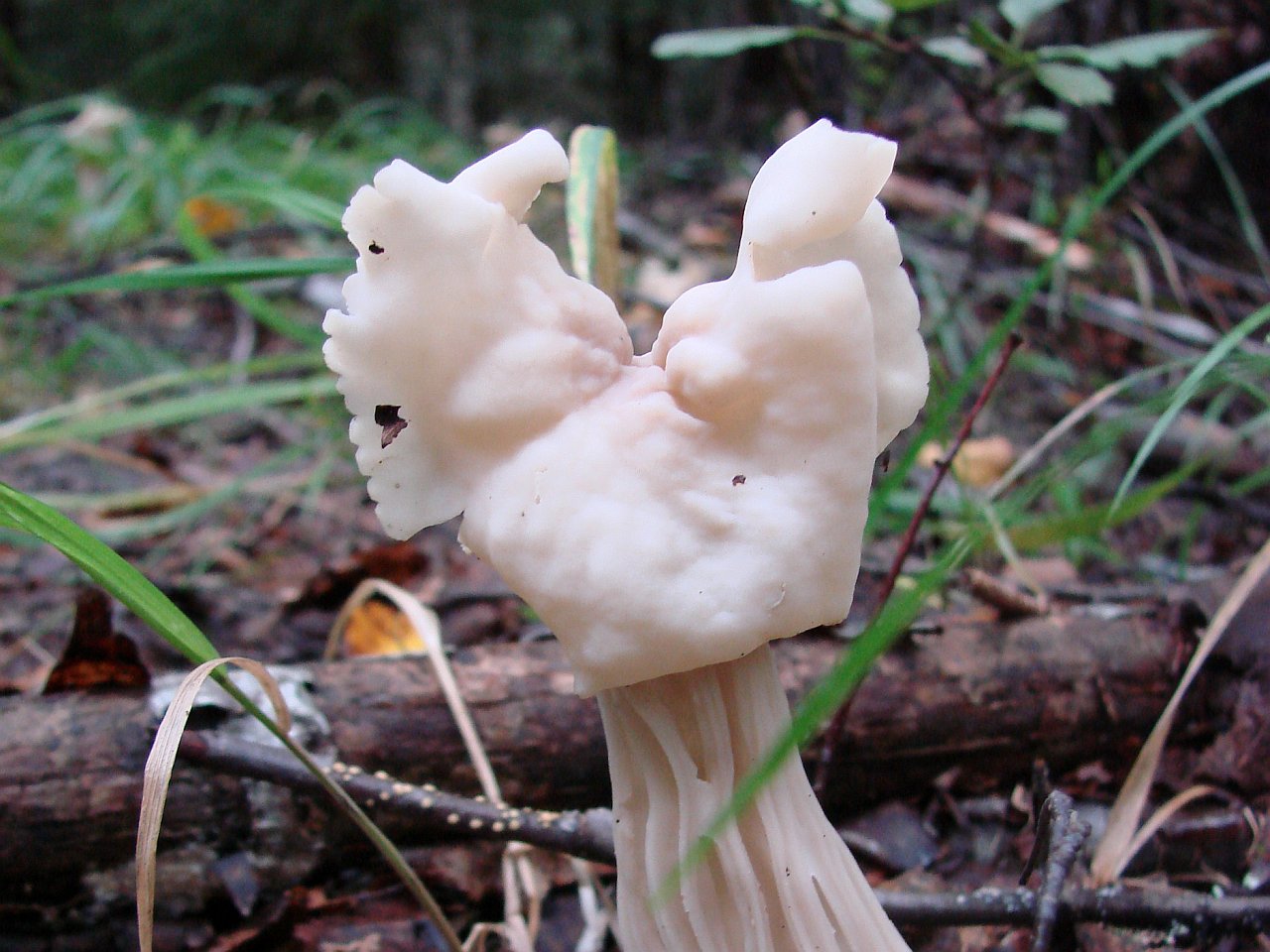 Helvella crispa