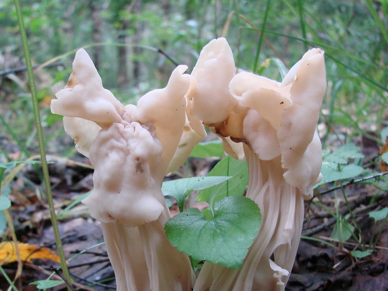 Helvella crispa