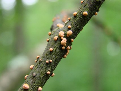 Nectria cinnabarina