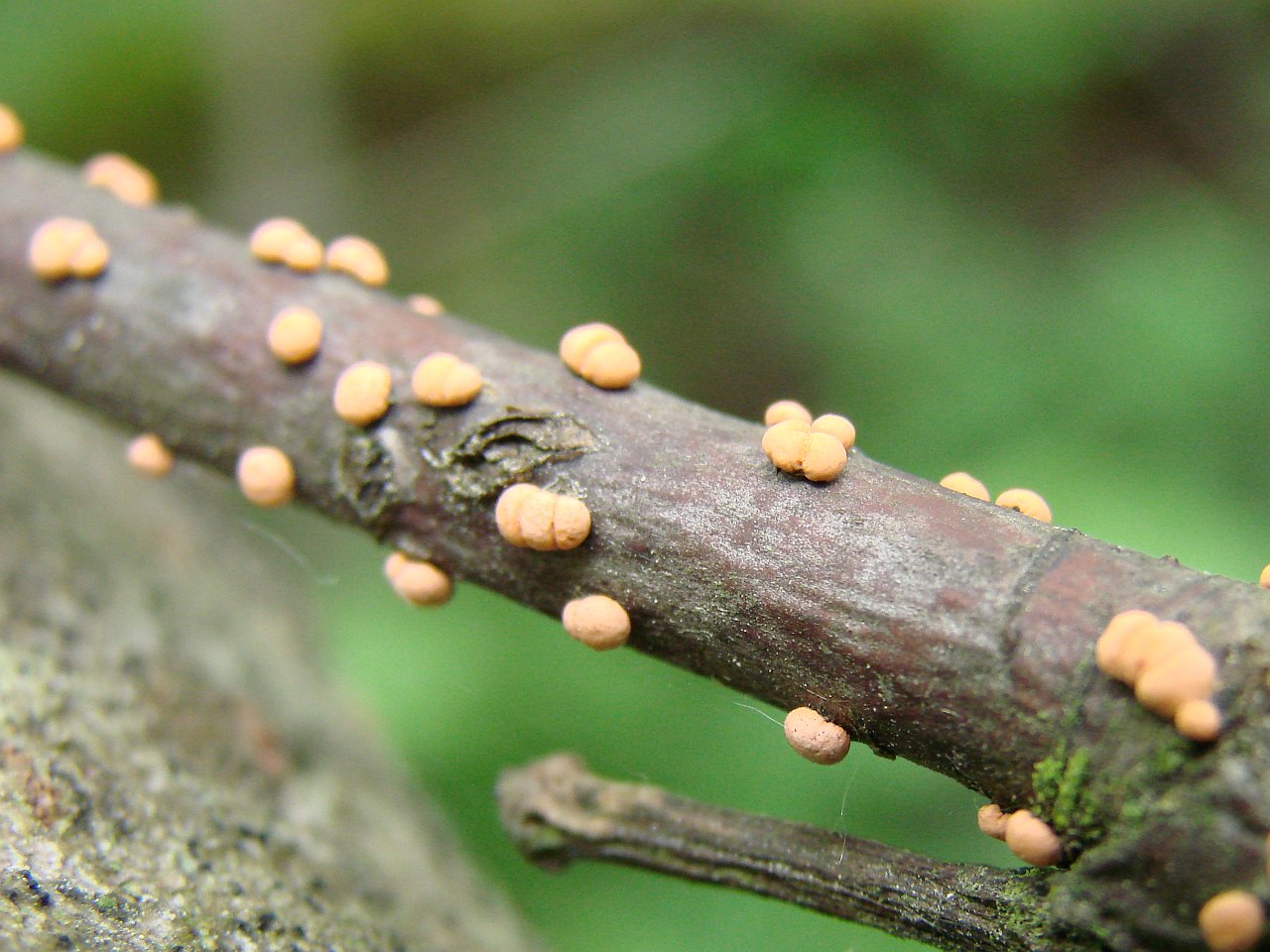 Nectria cinnabarina