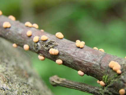 Nectria cinnabarina